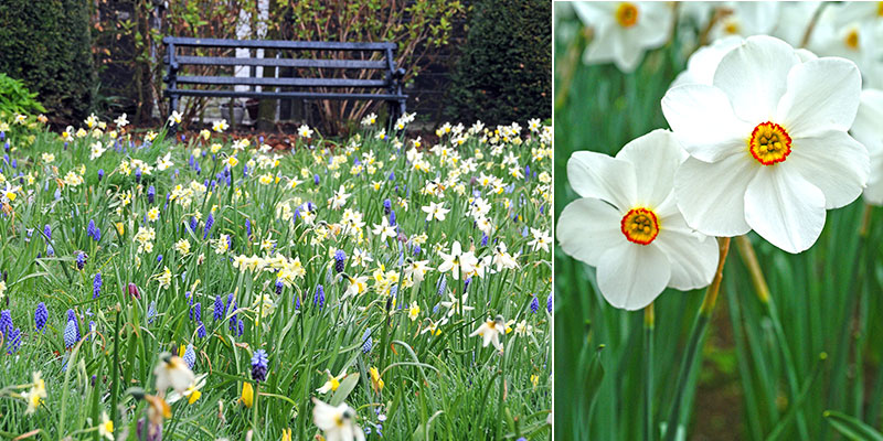 Narcisser och pärlhyacinter förvildade